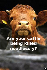 'Who's killing my cow?